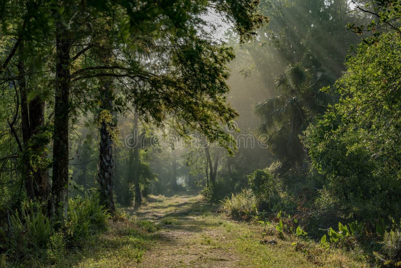 The Everglades in Florida at Sunrise