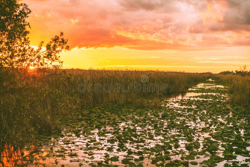 Everglades Florida wetland, Airboat excursion tour at Everglades National Park at sunset. Nature landscape. USA
