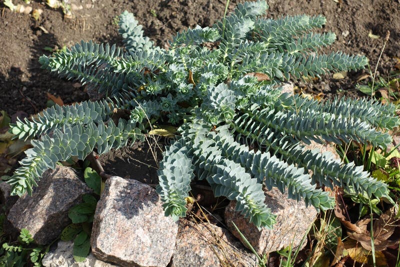 Evergreen blue foliage of euphorbia myrsinites royaltyfri fotografi