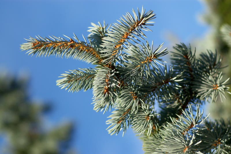 Evergreen branches and pins