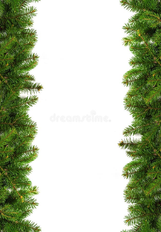 Evergreen Branches on White Stock Photo - Image of white, background:  103085324