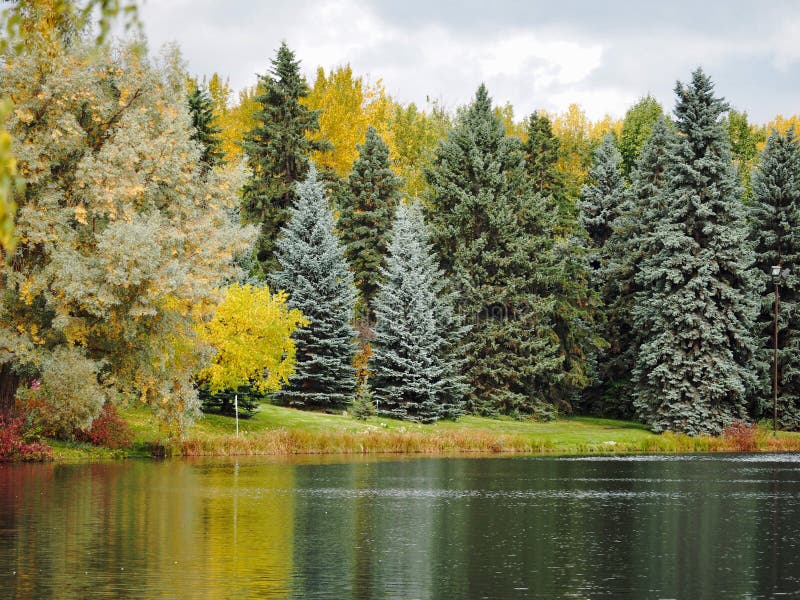 Evergreen trees of the genus Pidea and deciduous trees at the edge of a lake in early autumn in Edmonton Alberta. Evergreen trees of the genus Pidea and deciduous trees at the edge of a lake in early autumn in Edmonton Alberta