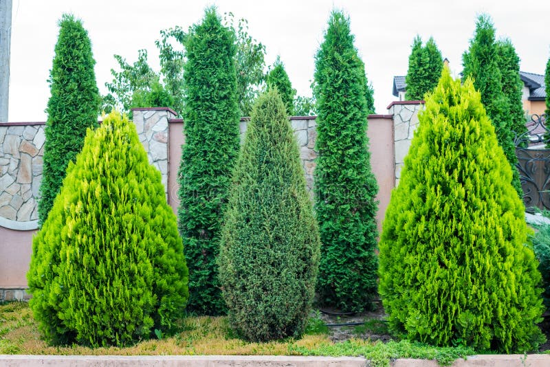 Evergreen decorative trees and shrubs in landscape design. Evergreen decorative trees and shrubs in landscape design