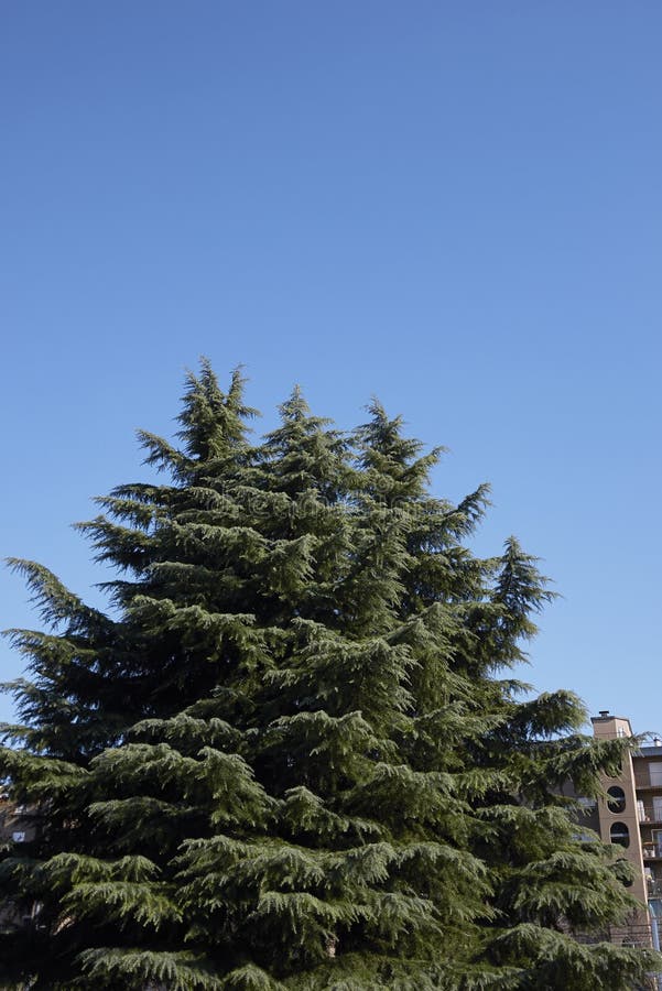Cedrus deodara tree royalty free stock photos