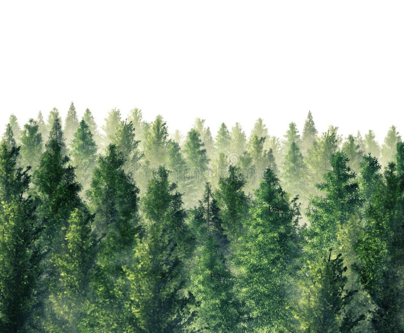 Evergreen Forest royalty free illustration Evergreen Forest royalty free illustration