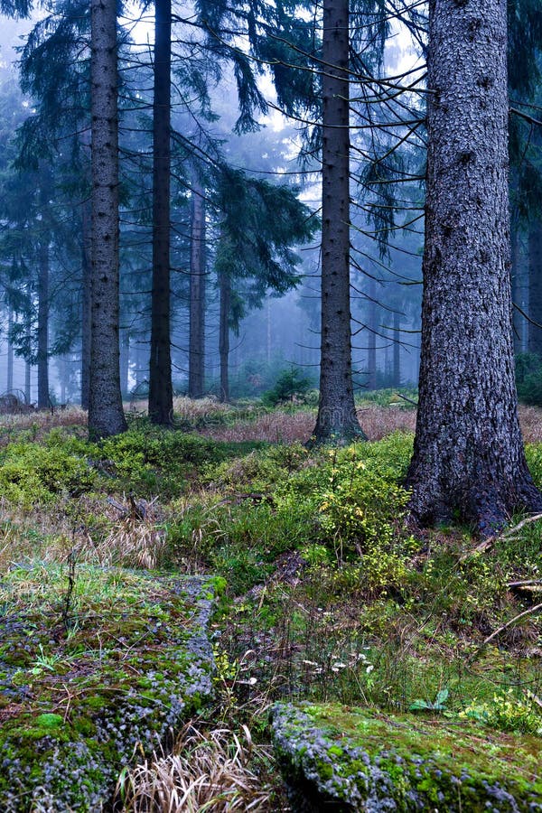 Evergreen forest stock photo. Image of evergreen, forest - 22026938