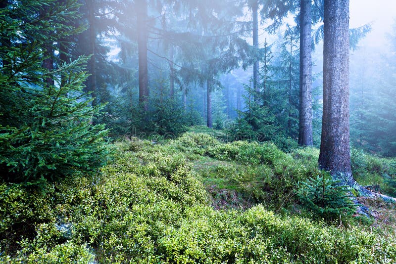 Evergreen forest stock image. Image of nature, evergreen - 22446659