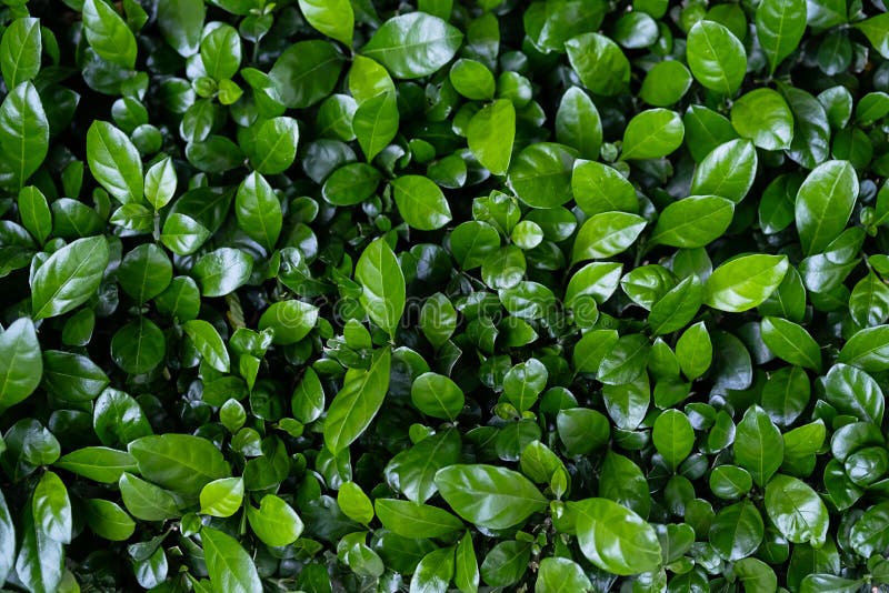 Evergreen Hedge Plants Surface. Natural Wall Plants Background Stock