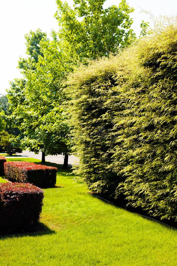 Evergreen hedges stock photo. Image of wall, flora, cultivated 73789450