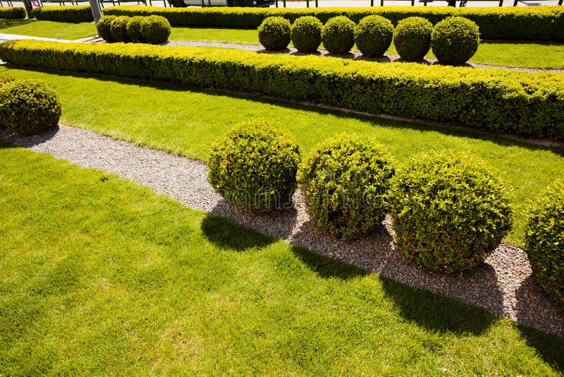 Evergreen hedges stock photo. Image of plant, decorative 75980722