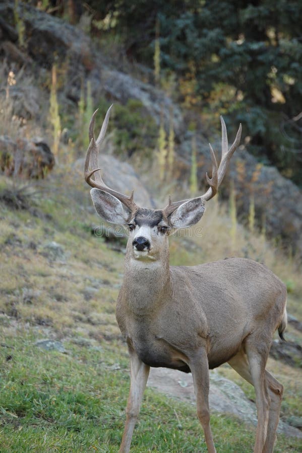 Muledeer Buck stock photo. Image of animal, natural, hunting - 7164072