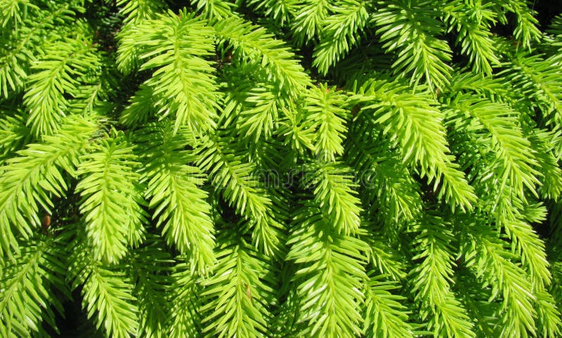 Evergreen Picea abies `Little Gem` stock images