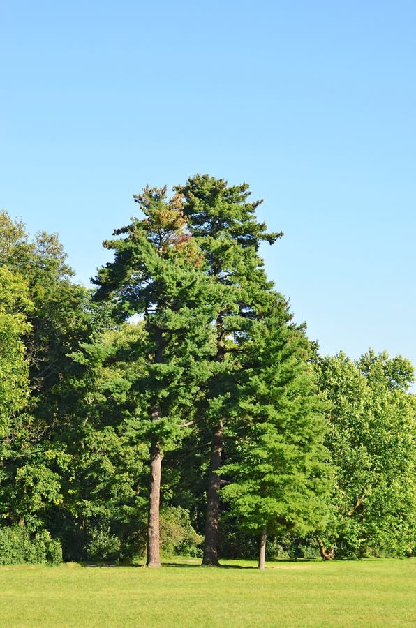 Evergreen pine tree stock image. Image of park, plant 88074599
