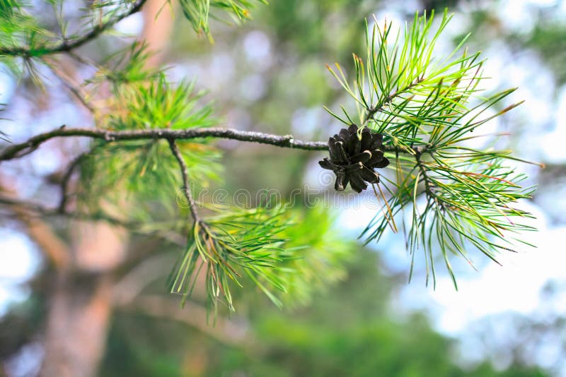 Evergreen Pine Tree with Pinecone Stock Photo Image of christmas