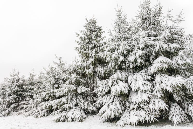 Evergreen pine trees covered with snow in winter