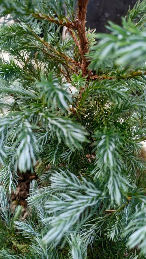 This Evergreen Sapling Grows with Green Stock Image Image of shrub