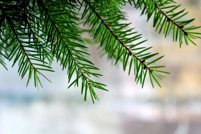 High Res Evergreen Branches Close Up Picture — Free Images