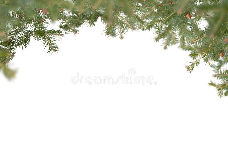 Christmas tree evergreen branches on a white background Stock