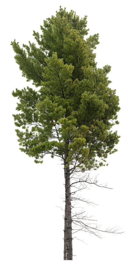 1 041 Tree Png Photos Free Royalty Free Stock Photos From Dreamstime 1 041 Tree Png Photos Free Royalty Free Stock Photos From Dreamstime
