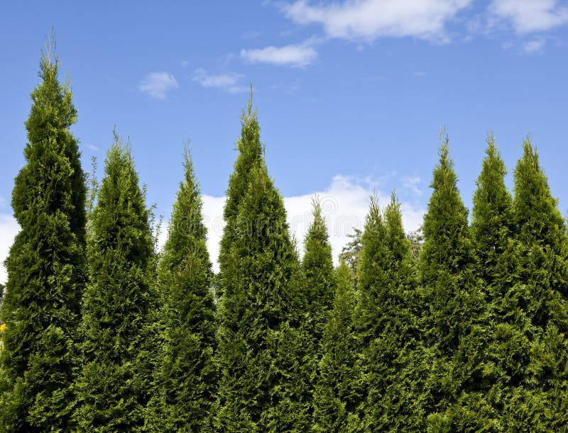 Evergreen trees among blue skies (horizontal view)