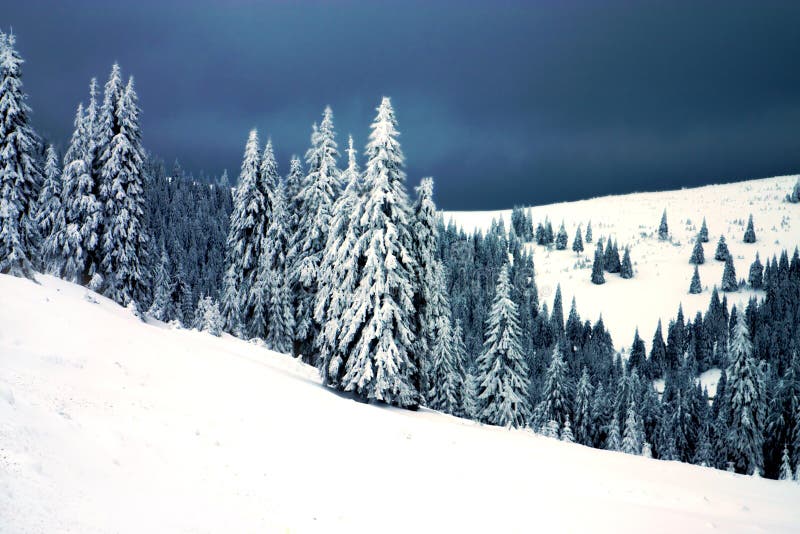 Evergreen trees winter landscape postcard