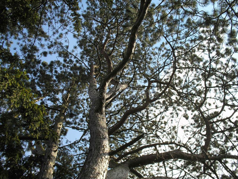 Evergreen trees in Springtime looking through branches at sky