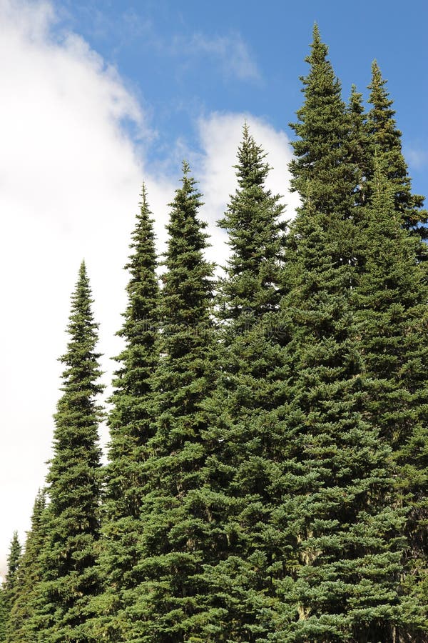 Evergreen trees of Cascade range of mountain Washington State America