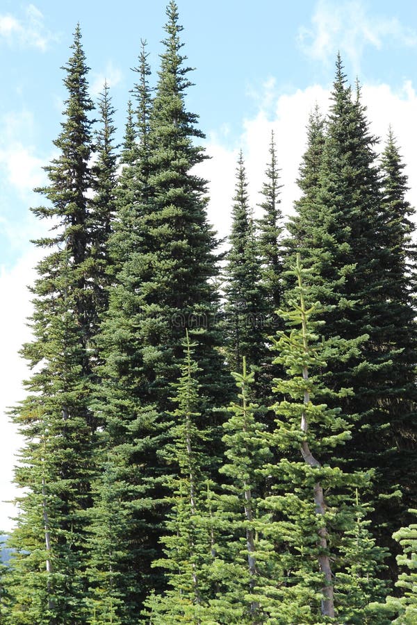 Evergreen trees of Cascade range of mountain Washington State America