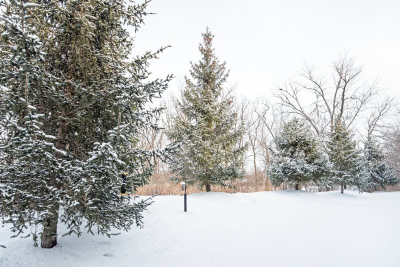 Evergreen Trees in First Midwest Snow Stock Photo - Image of nature ...