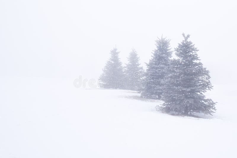 Four evergreen trees partially obscured by fog and swirling snow. Four evergreen trees partially obscured by fog and swirling snow.