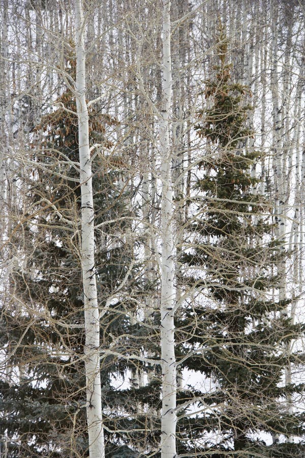 Evergreen trees in bare winter forest with snow covered ground. Evergreen trees in bare winter forest with snow covered ground.