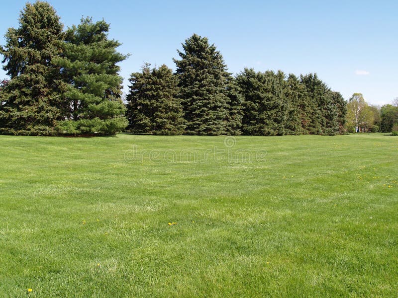 Evergreen trees by a green lawn with a blue sky in the background