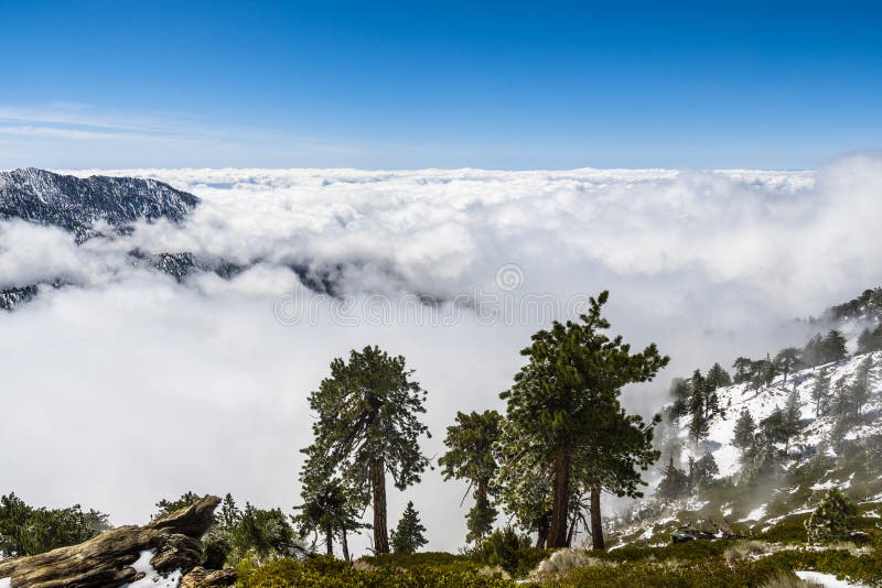 Evergreen trees high on the mountain; sea of white clouds in the background covering the valley, Mount San Antonio (Mt Baldy), Los Angeles county, California