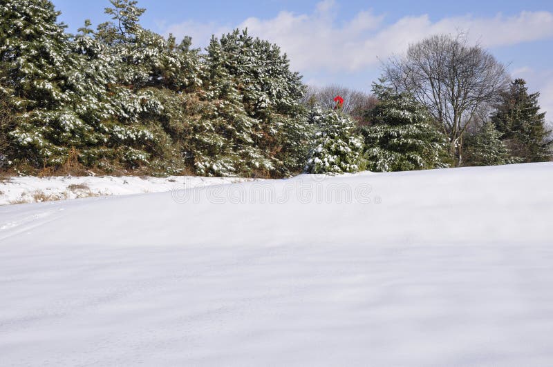 Snow covered evergreen trees by snow covered field
