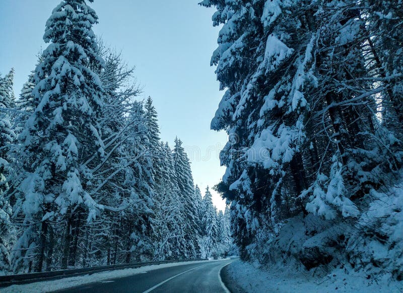 Evergreen trees in snow next to an empty road during driving on a cozy cold winter day in holiday season outside with nobody wallpaper