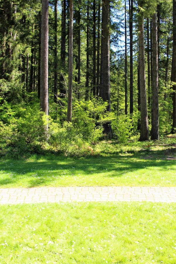 View of a evergreen trees at Silver falls region of oregon state america