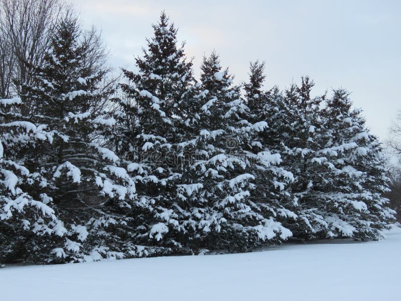 Evergreen trees in groups or rows with snow covered limbs, with skies of gray and sunshine reflecting a white shine. Evergreen trees in groups or rows with snow covered limbs, with skies of gray and sunshine reflecting a white shine.