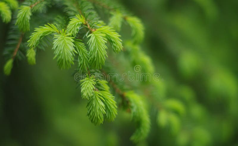 Evergreens or fir or brad branch in spring in the forest. Blurred background. Evergreens or fir or brad branch in spring in the forest. Blurred background.