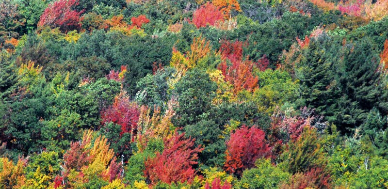 AUTUMN-FALL- Vibrant Fall Foliage Colors on a NY Hillside Stock Image -  Image of leaves, leaf: 158651877