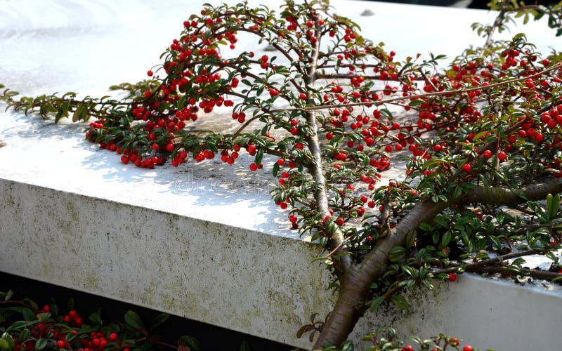 Evergreen, cushion-growing rockrose with long branches and stiff dark green leaves. The height of the bush is approximately 30 cm. During September, bright red fruits ripen on the bush. Evergreen, cushion-growing rockrose with long branches and stiff dark green leaves. The height of the bush is approximately 30 cm. During September, bright red fruits ripen on the bush.