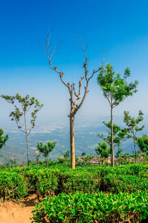 Everlasting blue. The Nilgiri region is remowned for its tea and most of the areas in ooty is sorrounded with the tea plantation. The tea estate or plantation is royalty free stock photos Everlasting blue. The Nilgiri region is remowned for its tea and most of the areas in ooty is sorrounded with the tea plantation. The tea estate or plantation is royalty free stock photos