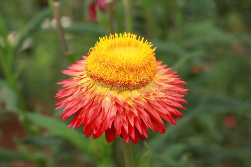 Everlasting flower stock image. Image of flower, nature 134968409