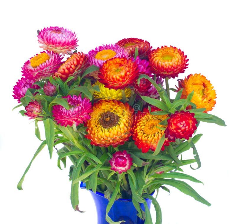 Everlasting flowers stock image. Image of astra, foliage 42439805