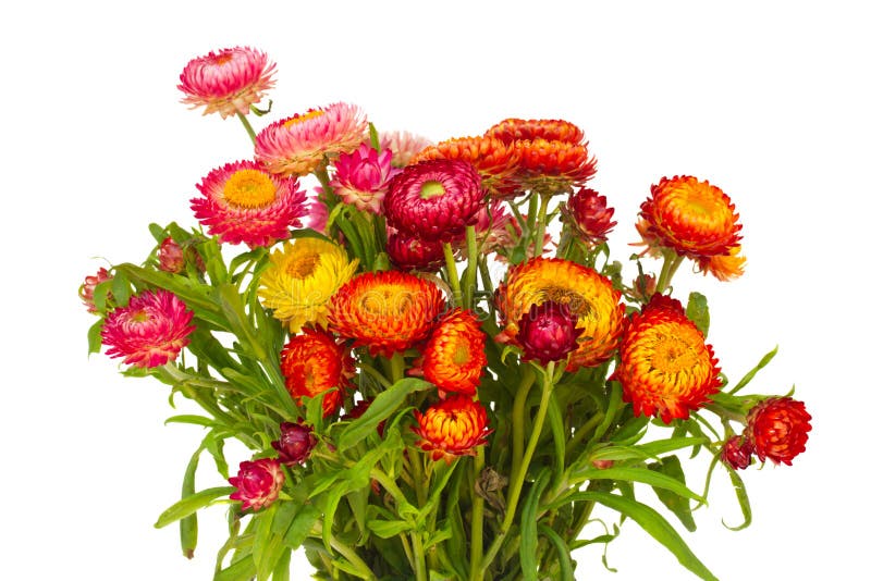 Everlasting Flowers In Vase Stock Image Image of lilac, helichrysum