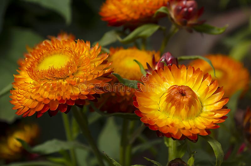 Everlasting or Strawflowers Stock Photo Image of pattern, beautiful