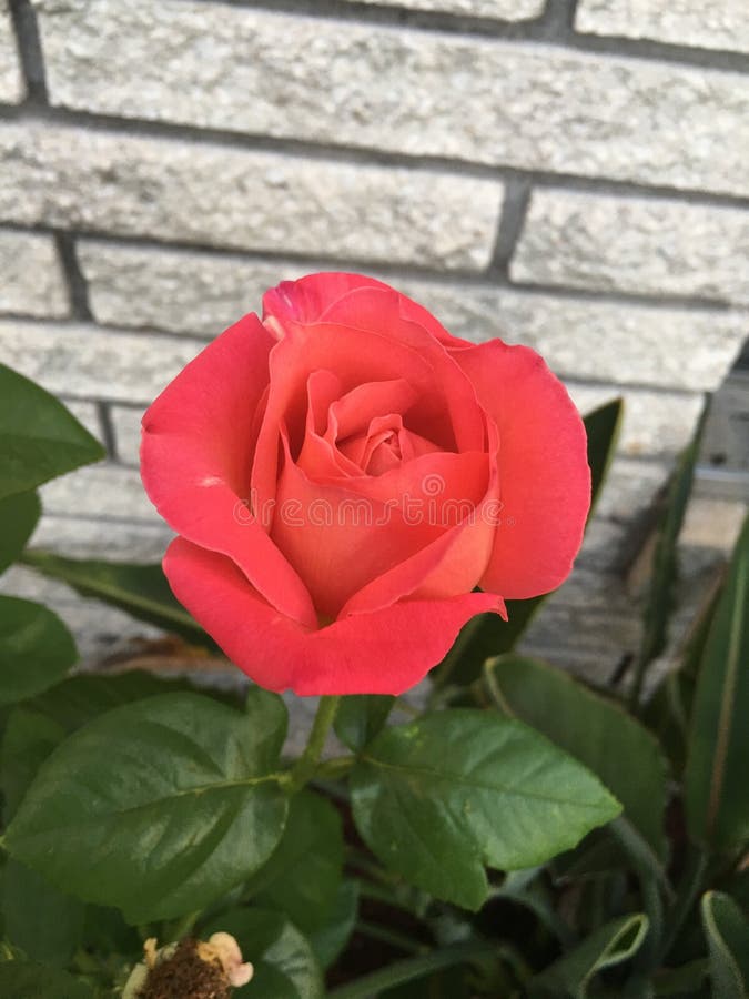 Rose thorns stock photo. Image of branch, garden, danger 5941288