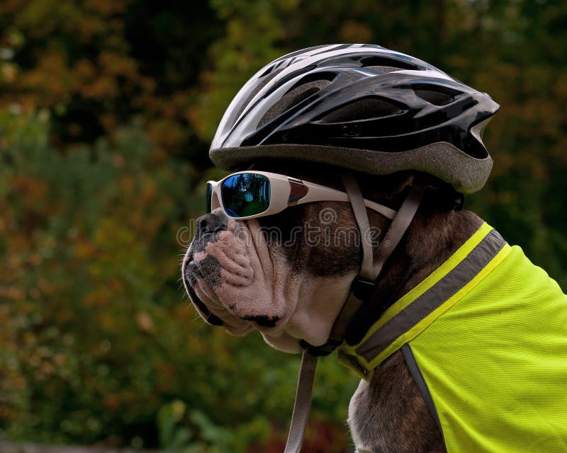 Old English Bulldog è protetto nel traffico con gli occhiali da sole moto casco e giubbotto riflettente.