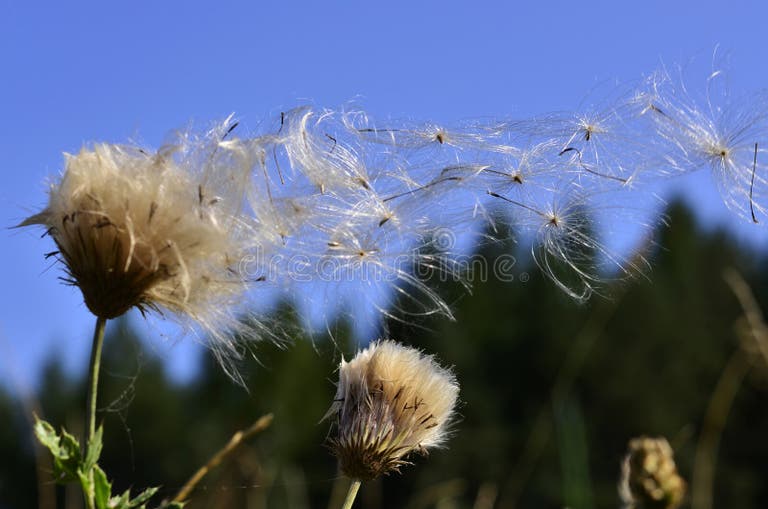 1,877 Seed Dispersal Stock Photos Free & RoyaltyFree Stock Photos