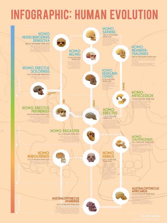 Evoluzione umana infographic illustrazione di stock Evoluzione umana infographic illustrazione di stock