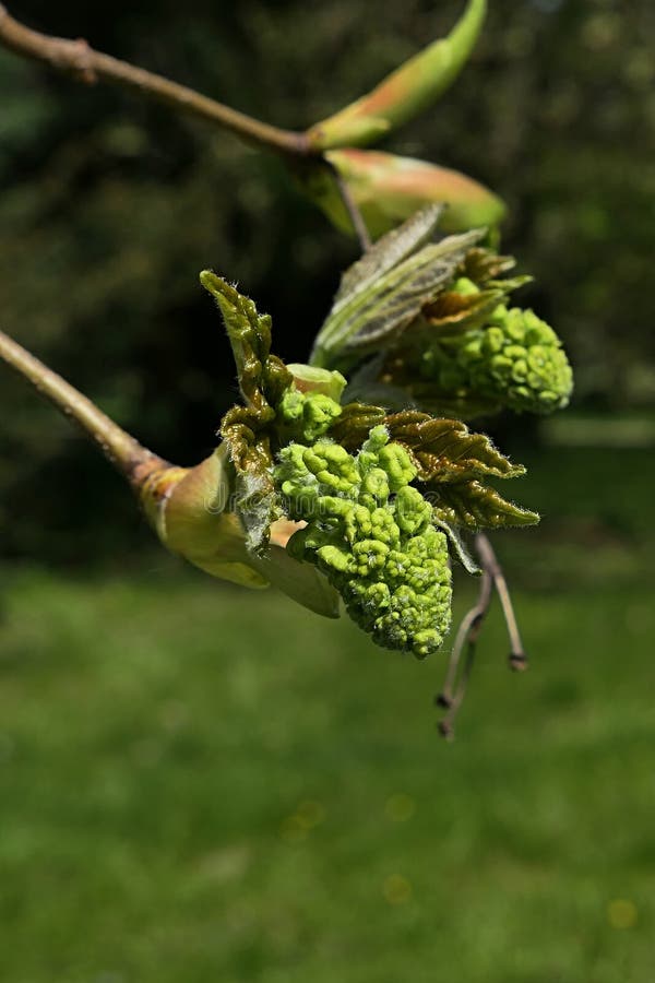 Evolving spring flower buds and leaves on branch tip of Silver Maple tree royalty free stock images